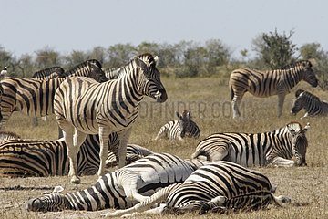 Burchell's zebras resting Etosha NP Namibia