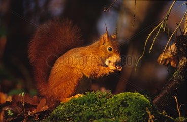 Red squirrel eating in ground