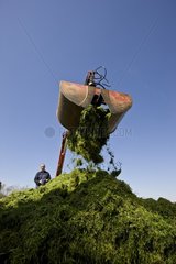 Open bucket crane above a pile of cut grass