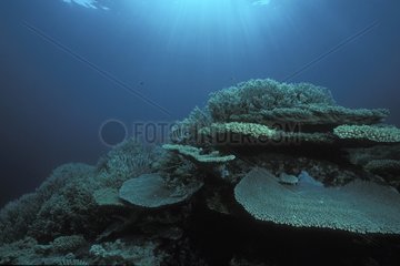 Coral reef with madrepora Rapa Island French Polynesia