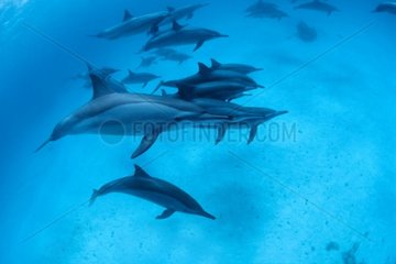 Spinner dolphin NP Raz Samadaï Red Sea Egypt