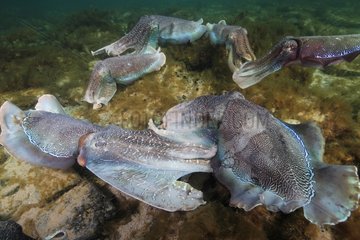 Giant Australian Cuttlefishes males South Australia