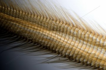 Detail of a tongue of Bee in polarized light