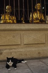Katze in einem buddhistischen Tempel von Bangkok Thailand niedergelegt