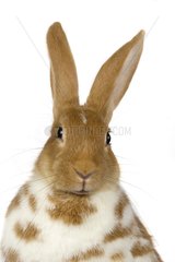 Portrait of a Domestic Rabbit