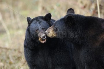 Amerikanische Schwarzbären  die sich darauf vorbereiten  Thoiry France zu spielen