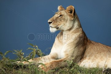 Löwin im Reservat von Masaï Mara Kenia