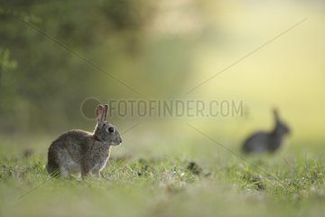 European rabbits next to their burrow in clearing France