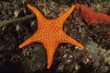 Ocellated Sea Star Kangaroo Is. South-Australia