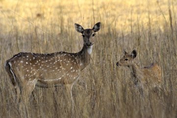 Axis Deer Frau und sein Fawn PN Bandhavgarh Indien