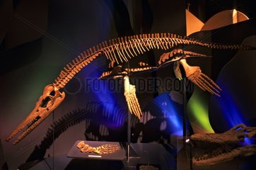 Skelett eines Pliosauriers