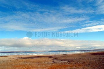 Man walking at the edge of a fjord of Bathurst Canada