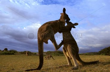 Mâles Kangourous gris de l'Est combattant NSW Australie