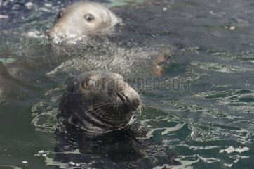 Harbor Seals in water Shetland Scotland