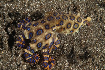 Greater Blue Ringed Octopus Indonesia