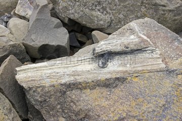 Piece of fossilised tree trunk in exposed rocks Curio Bay