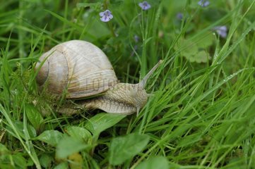 Burgundy snail in grass Ile-de-France
