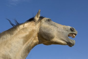 Hennieren lusitanisches Pferdporträt