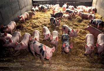 Porcs Engraissement sur litière France