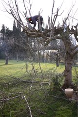 A man cutting a tree with a chainsaw