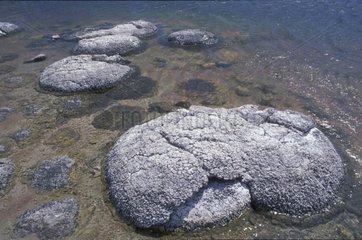 Stromatolites sur la plage de Hamelin Bay Australie
