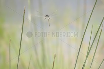 Blue-tailed Damselfly in flight waterfront France