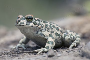 Green toad Bulgaria