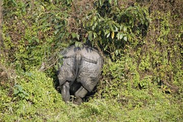 Indian Rhinoceros behandelt und markiert vor Nepal