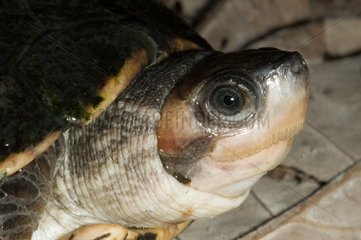Portrait of Brown Roofed Turtle