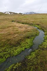 A river in meadow at Spitsbergen