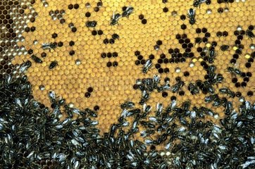 Bienen in einem Bienenstock auf der Brut