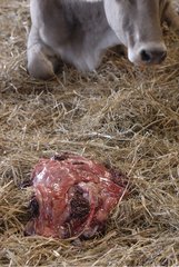 Placenta of Brune Cow on floor with straw