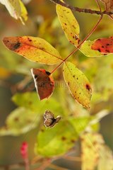 Geranium bronze in flight in autumn France
