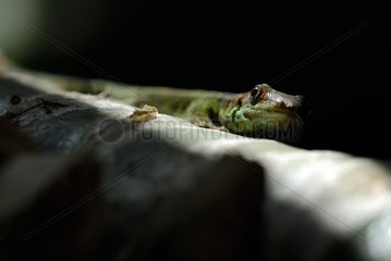 Grüne Gecko auf einer Niederlassung Reunion Island
