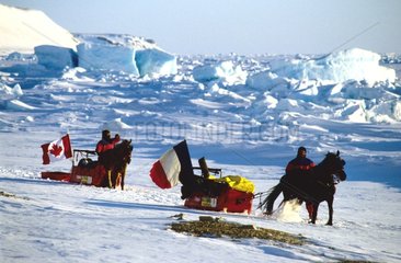 Weit nach Norden auf Pferd Cornwallis Island Arctic Canadian