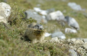 Alpine Marmot bringing herbs in her terrier Alps