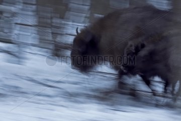 European Bisons in winter with fallen the night in Poland