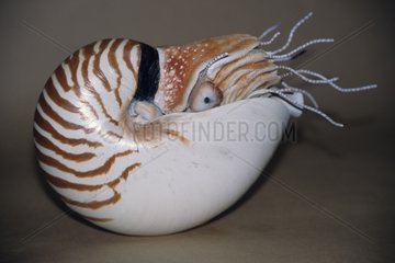An airbrushed patina of a model of a nautilus shell