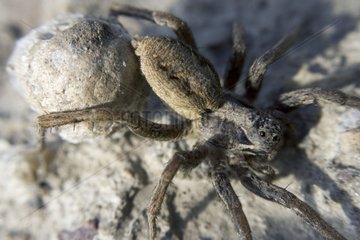 Wolf Spider carrying its egg cocoon Bulgaria