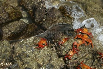 Iguane Marin und Krabben auf einem Felsen -Galapagos Ecuador