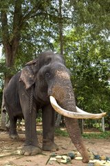 Schnittaugen asiatische Elefanten aufgrund schlechter Behandlung Sri Lanka
