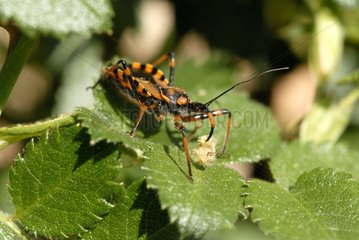 Assasin bug predating on a caterpillar Alpes-Maritimes