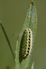 Six-spot Burnet Caterpillar on a leaf Provence France