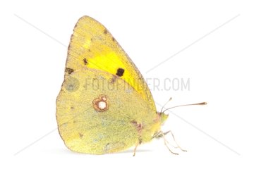 Clouded Yellow on white background