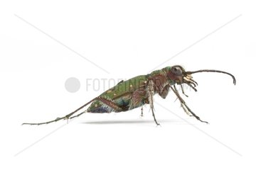 Green Tiger Beetle on white background