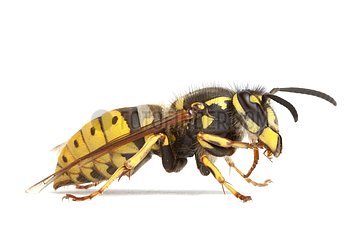 Common Wasp on white background