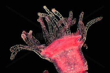 Hydrozaire polyp of the Adriatic Sea on a black background