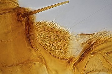 Pigydium a male Cat Fleas