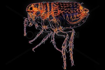 Cat fleas male on black background