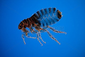 Cat fleas female on blue background